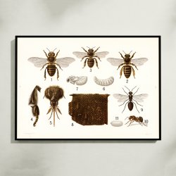 revingede insekter 1911 - Anskuelsestavle