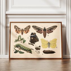 Sommerfugle 1911 - Anskuelsestavle