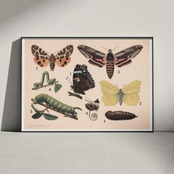 Sommerfugle 1911 - Anskuelsestavle