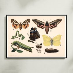 Sommerfugle 1911 - Anskuelsestavle