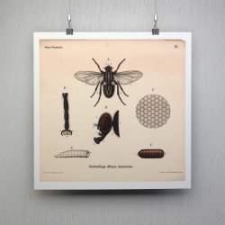 Stueflue 1911 - Anskuelsestavle