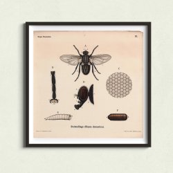 Stueflue 1911 - Anskuelsestavle