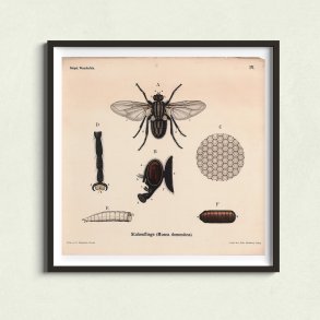 Stueflue 1911 - Anskuelsestavle