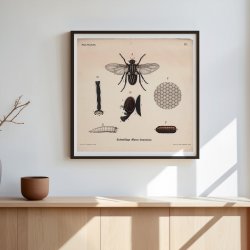 Stueflue 1911 - Anskuelsestavle