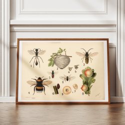 Hvepse 1922 - Anskuelsestavle