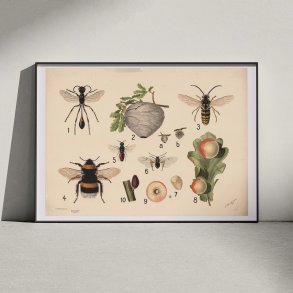 Hvepse 1922 - Anskuelsestavle