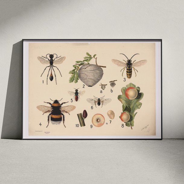 Hvepse 1922 - Anskuelsestavle