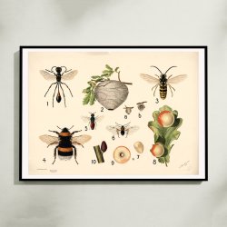 Hvepse 1922 - Anskuelsestavle