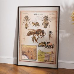 Honningbi 1950 - Anskuelsestavle