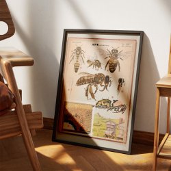 Honningbi 1950 - Anskuelsestavle