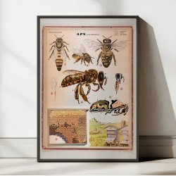 Honningbi 1950 - Anskuelsestavle