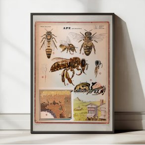 Honningbi 1950 - Anskuelsestavle