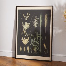 Rug 1905 - Anskuelsestavle