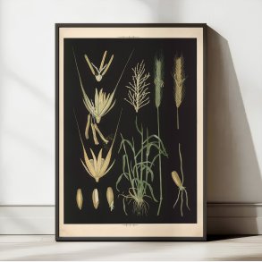 Rug 1905 - Anskuelsestavle