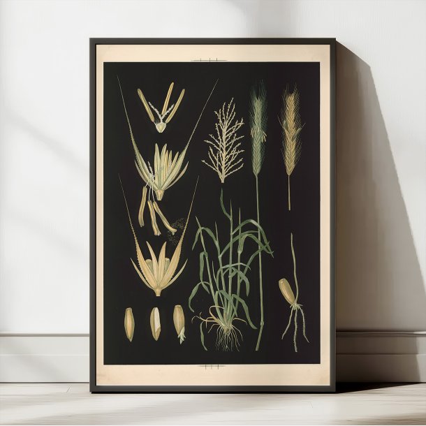 Rug 1905 - Anskuelsestavle