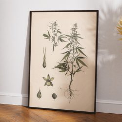 Hash, hamp 1911 - Anskuelsestavle