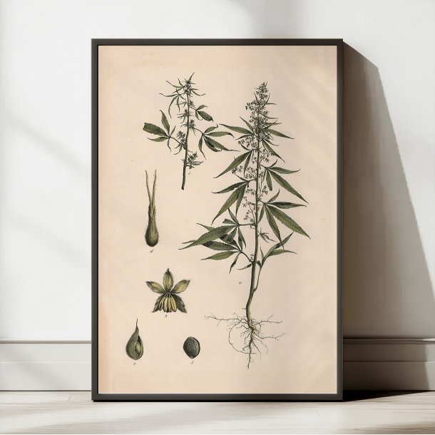 Hash, hamp 1911 - Anskuelsestavle