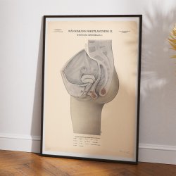 Kvindens knsorganer 1942 - Biologi - Anskuelsestavle