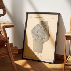 Kvindens knsorganer 1942 - Biologi - Anskuelsestavle