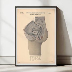 Kvindens knsorganer 1942 - Biologi - Anskuelsestavle