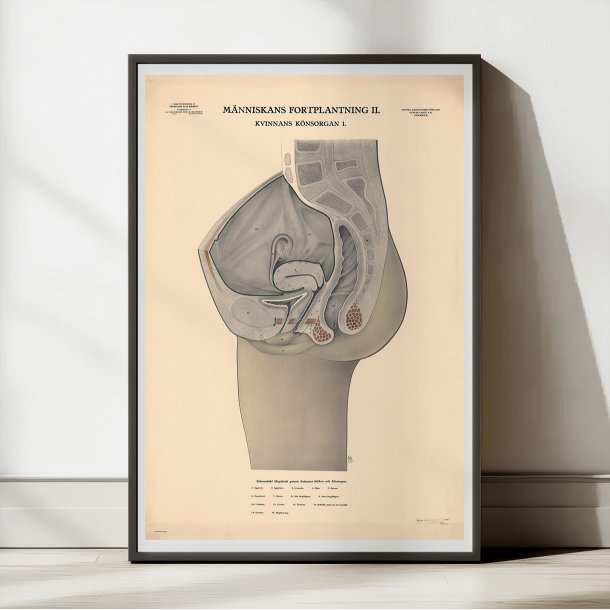 Kvindens knsorganer 1942 - Biologi - Anskuelsestavle