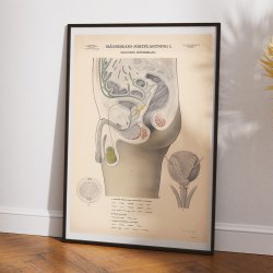 Mandens knsorganer 1942 - Biologi - Anskuelsestavle