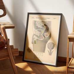 Mandens knsorganer 1942 - Biologi - Anskuelsestavle