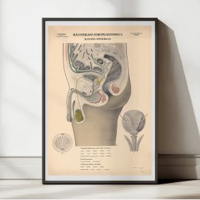 Mandens knsorganer 1942 - Biologi - Anskuelsestavle