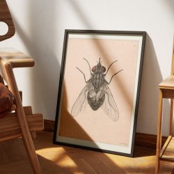 Stikflue - Undervisningsplanche