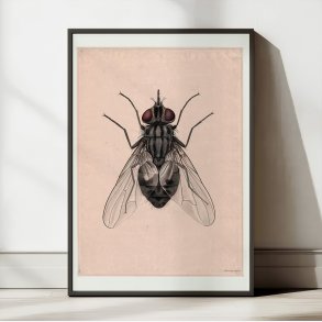 Stikflue - Undervisningsplanche