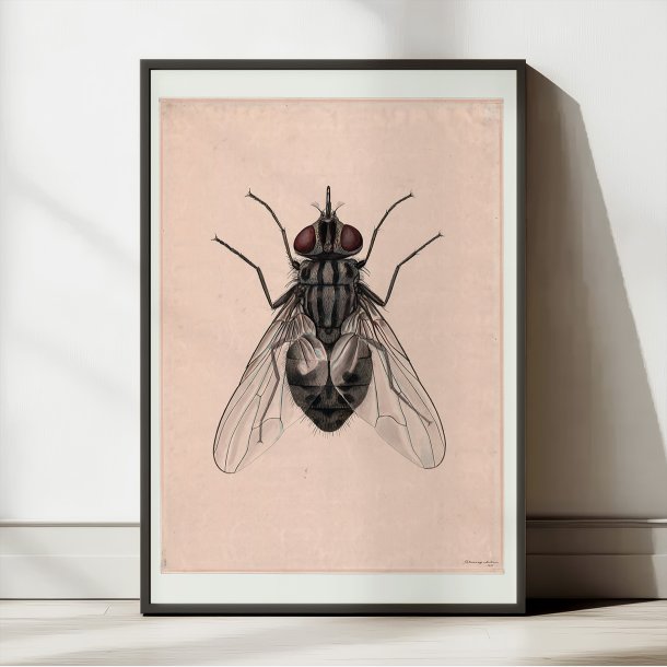 Stikflue - Undervisningsplanche