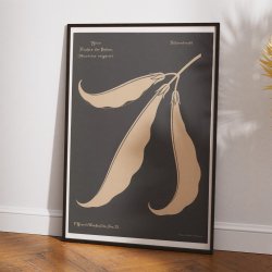 Bnnefrugter 1892 - Anskuelsestavle