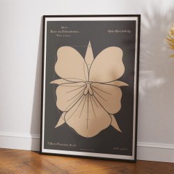 Stedmoderblomst 1892 - Anskuelsestavle