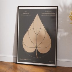 Purpur-pragtsnerle 1892 - Anskuelsestavle