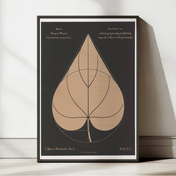 Purpur-pragtsnerle 1892 - Anskuelsestavle