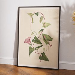 Grdesnerle 1883 - Flora Danica