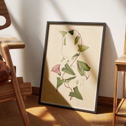 Grdesnerle 1883 - Flora Danica