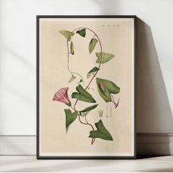 Grdesnerle 1883 - Flora Danica