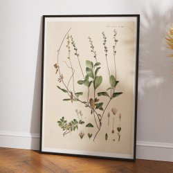 Lgerenpris 1883 - Flora Danica