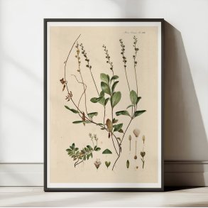 Lgerenpris 1883 - Flora Danica