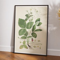 Spansk jordbr 1883 - Flora Danica