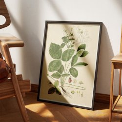 Spansk jordbr 1883 - Flora Danica