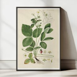 Spansk jordbr 1883 - Flora Danica