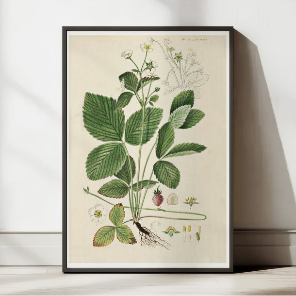 Spansk jordbr 1883 - Flora Danica