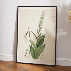 Rd hullbe 1883 - Flora Danica