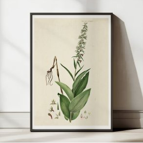 Rd hullbe 1883 - Flora Danica