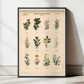 Medicinske planter II 1950 - Anskuelsestavle