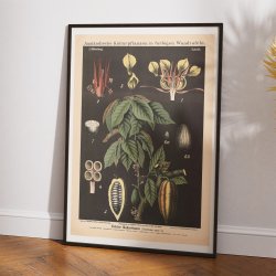 Kakaotr 1880 - Anskuelsestavle