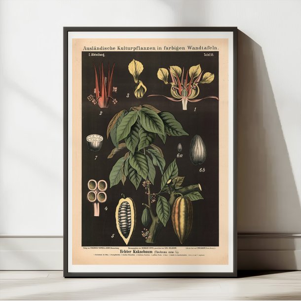 Kakaotr 1880 - Anskuelsestavle