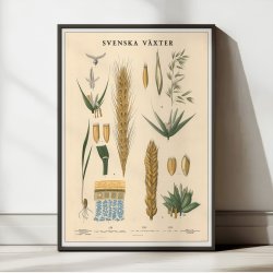 Rug, havre og hvede 1939 - Biologi og botanik